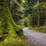 ★★★★★ 5 out of 5 stars Tour: Vancouver Highlights & North Shore Experience